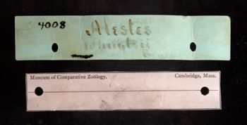 Media type: image;   Ichthyology 4008 Description: photograph;  Aspect: labels